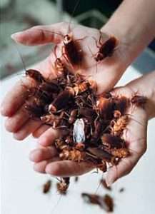 Are American roaches harmful?