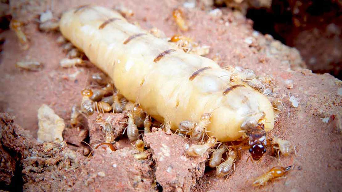Termite queens decide what caste their offspring will become as they age. 