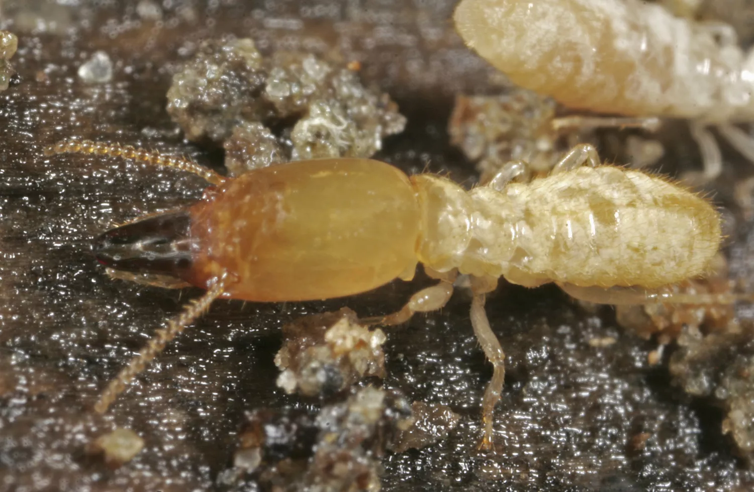 What-Do-Termites-Look-Like