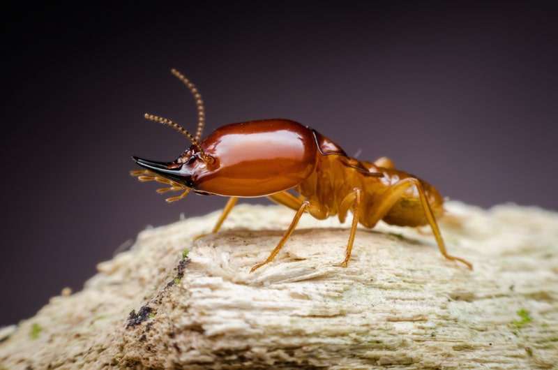 There are over 2,600 species of Termites. Formosan Termites
