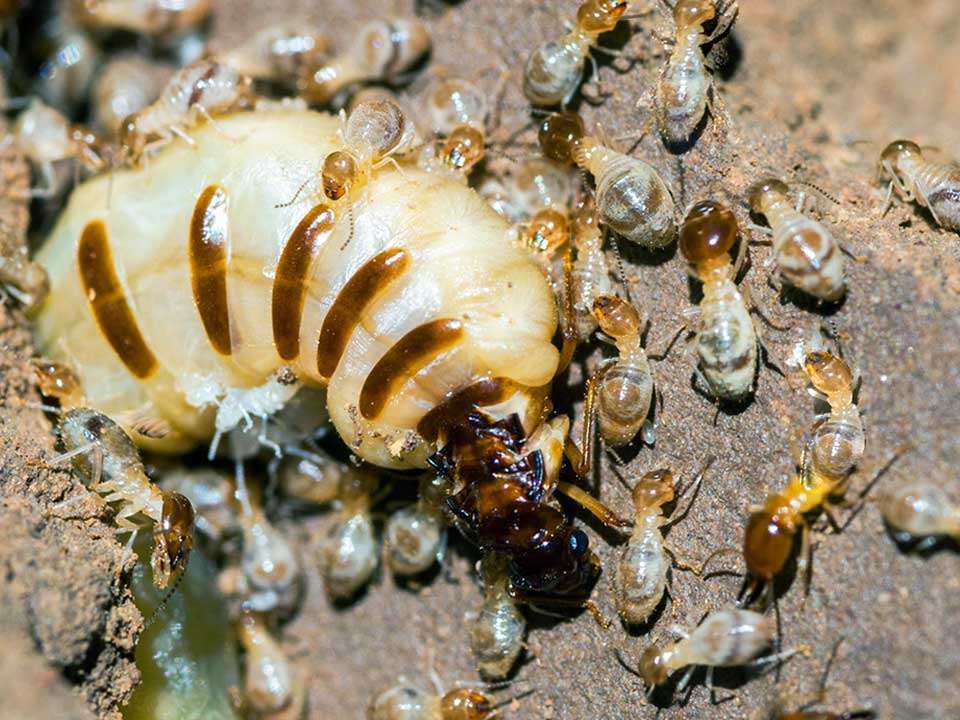 Termite queens have a lifespan of 30 to 50 years