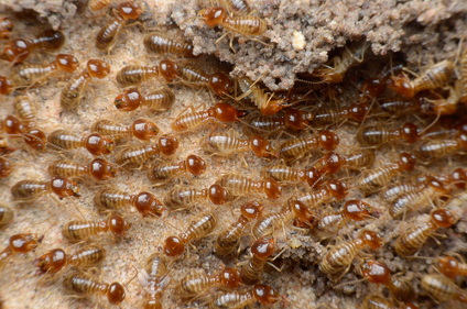 Termites Father Their Young.