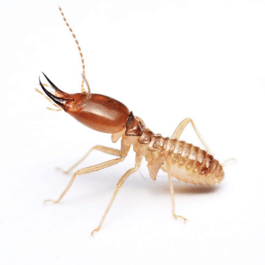 Termites prefer softwoods.